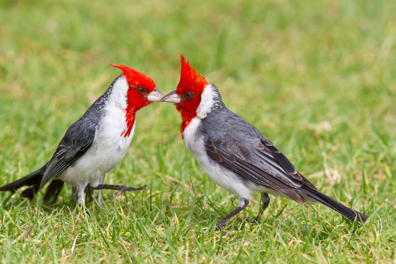 Australian Black Bird with Red Crest