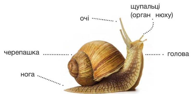 Брюхоногая улитка зубы