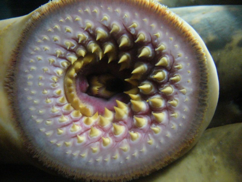 Морская минога (Petromyzon Marinus)