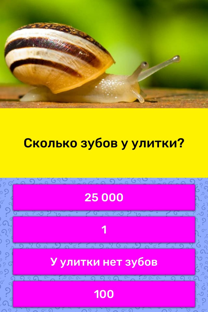 Сколько зубов у улитки