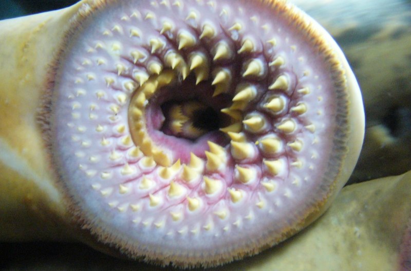 Морская минога (Petromyzon Marinus)
