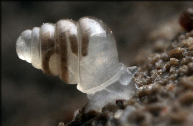 Улитки - Zospeum tholussum