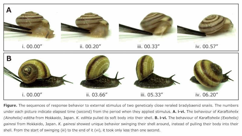 Karaftohelix gainesi улитка