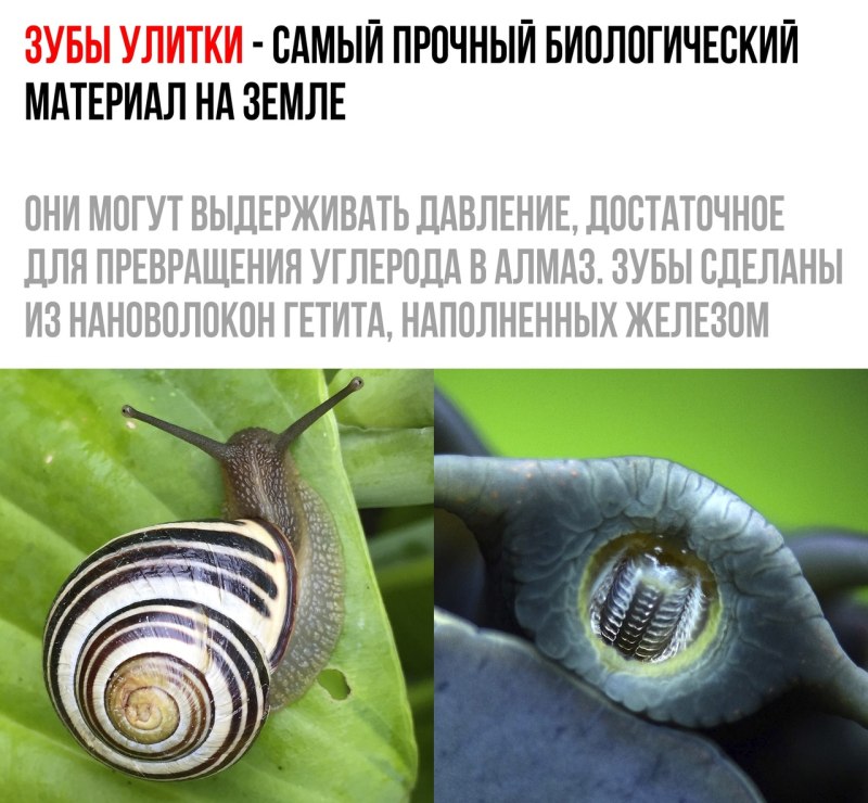Сколько зубов у улитки