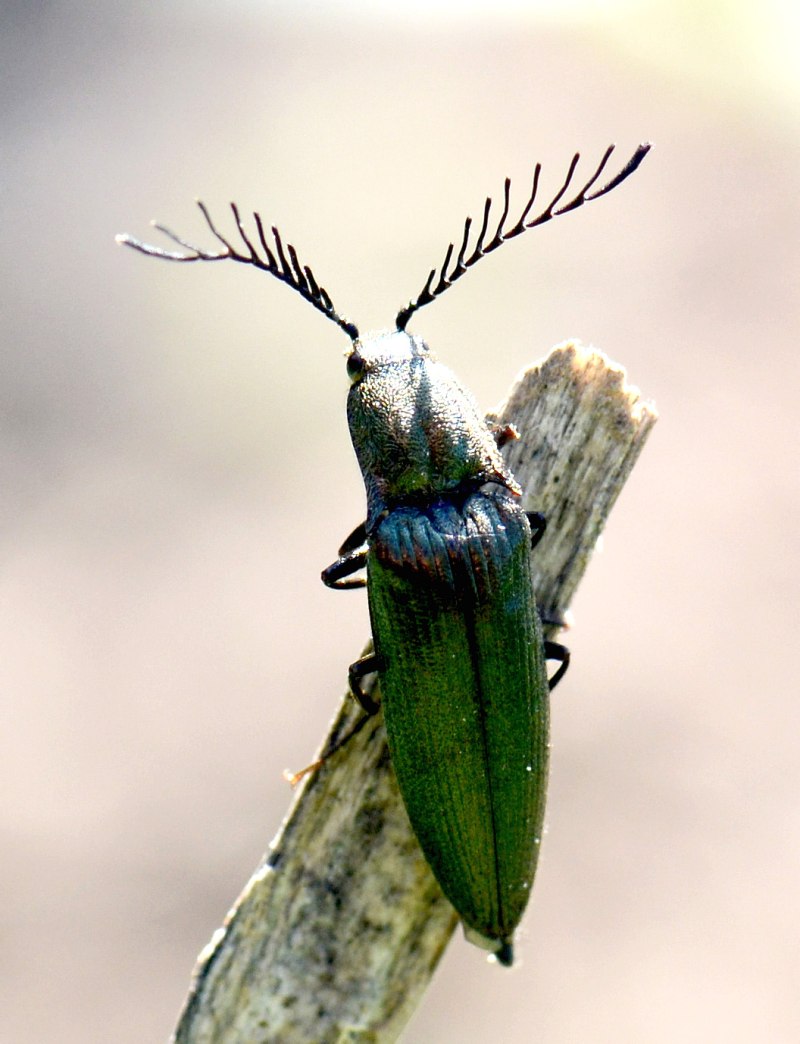 Ctenicera pectinicornis Linnaeus, 1758
