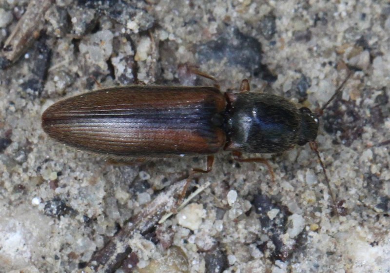 Щелкун Selatosomus melancholicus