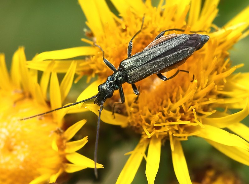 Oedemera virescens