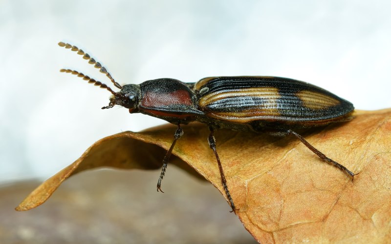 Selatosomus cruciatus (Щелкун-Крестоносец)
