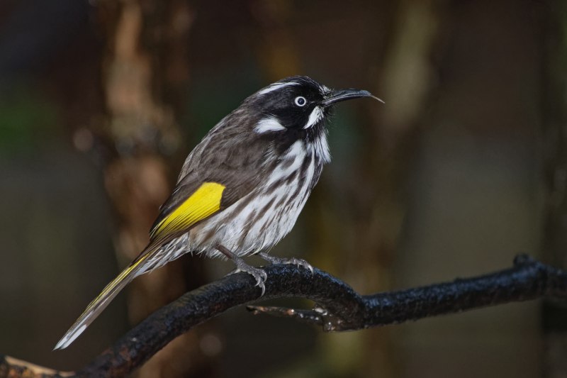 Phylidonyris novaehollandiae