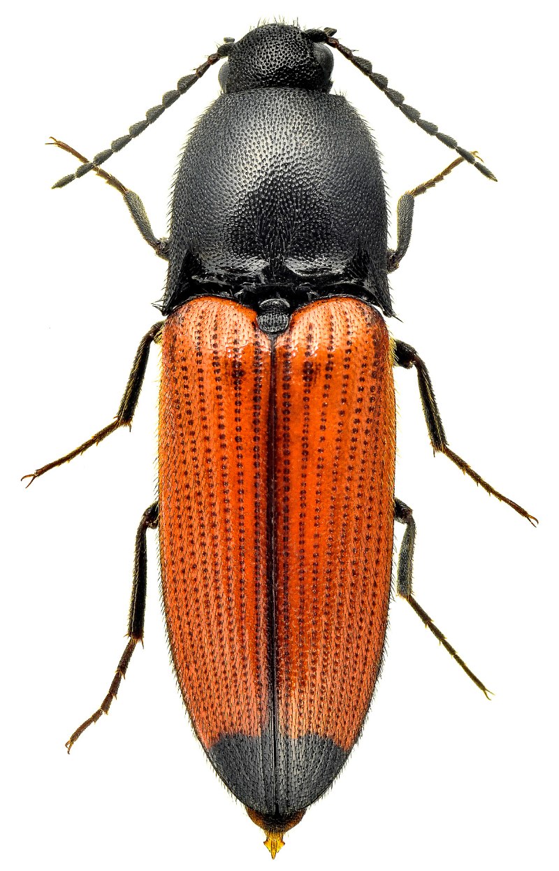 Athous vittatus (Fabricius)