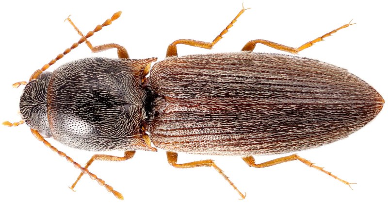 Agriotes sputator