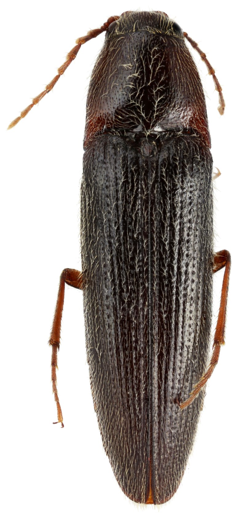 Melanotus rufipes hbst