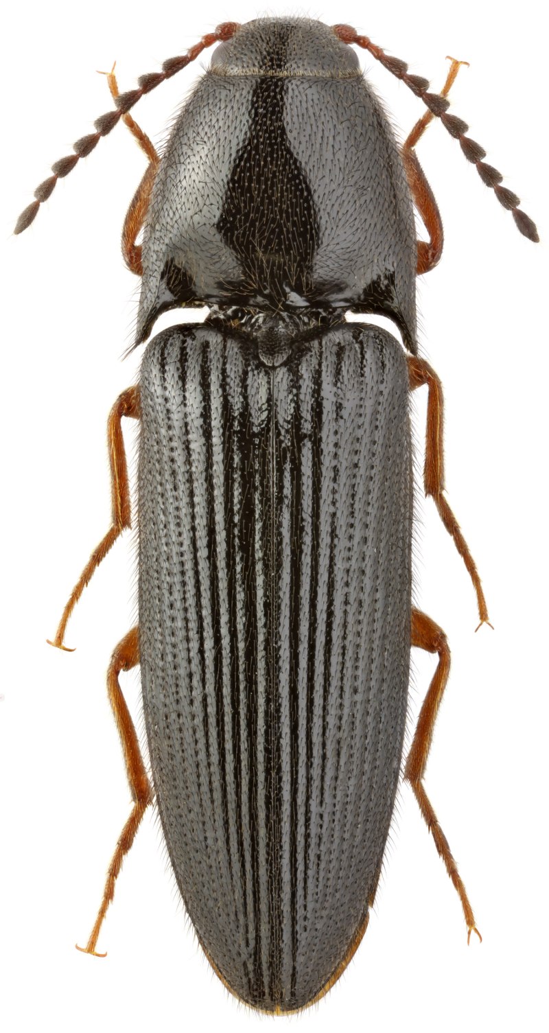 Acrosticta fulvipes