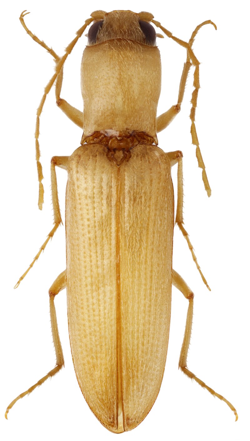 Cardiophorus (Cardiophorus) Asellus (Erichson, 1840)