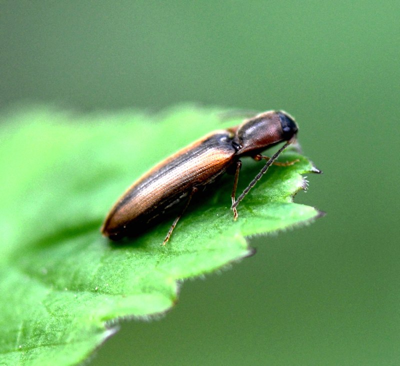 Dalopius marginatus