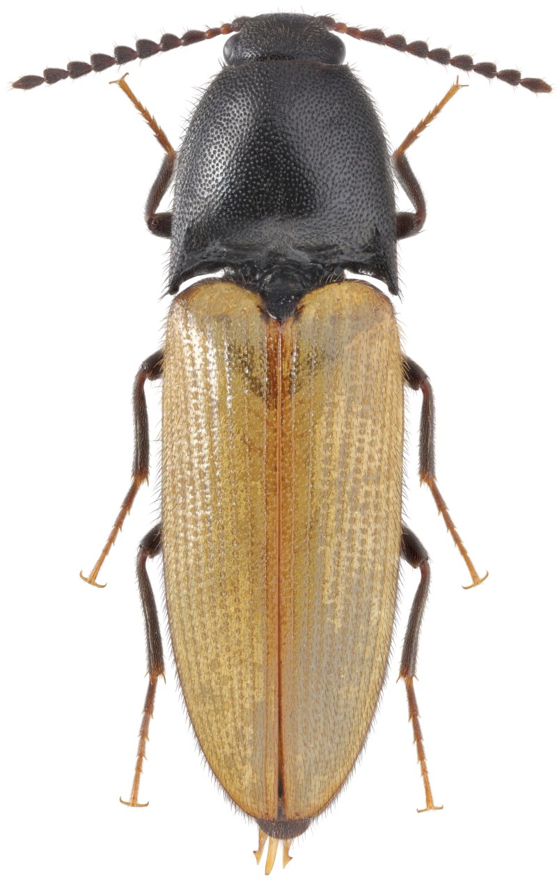 Щелкуны (Elateridae)