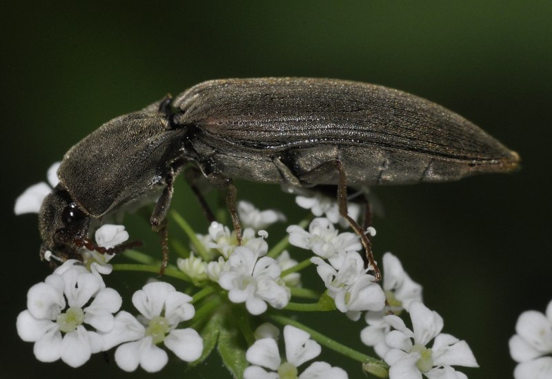 Agriotes meticulosus Candèze, 1863