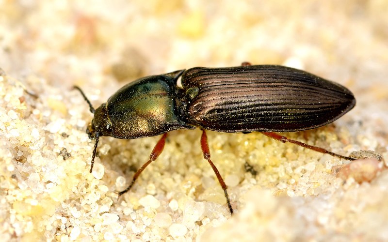 Selatosomus aeneus (Linnaeus, 1758)