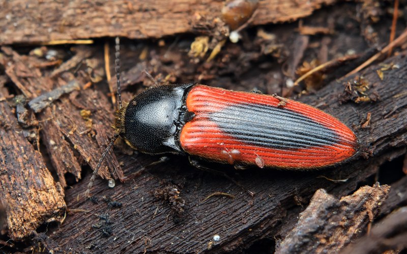 Elater sanguinolentus