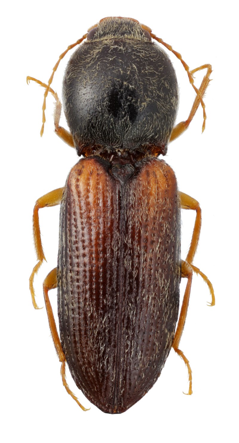 Cardiophorus aeneoneger
