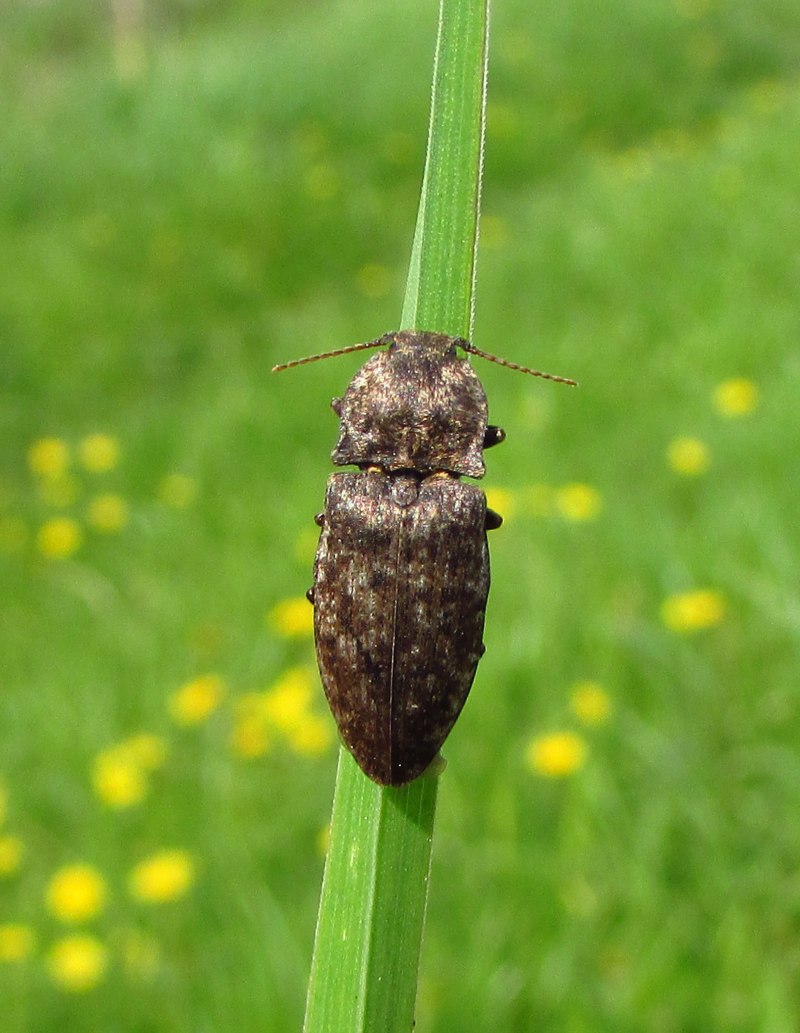 Agrypnus murinus