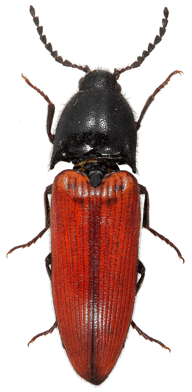 Ampedus sanguineus (Linnaeus, 1758)