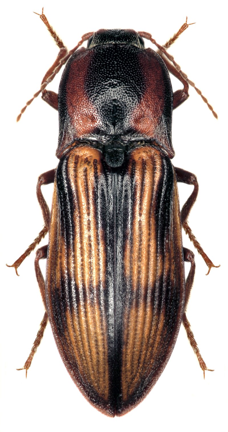 Selatosomus cruciatus (Щелкун-Крестоносец)