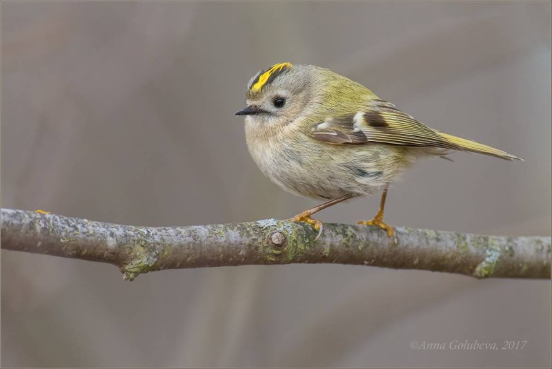 Желтоголовый королёк (Regulus Regulus)
