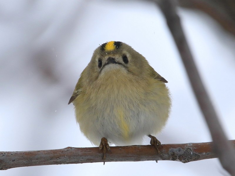Желтоголовый королёк (Regulus Regulus)