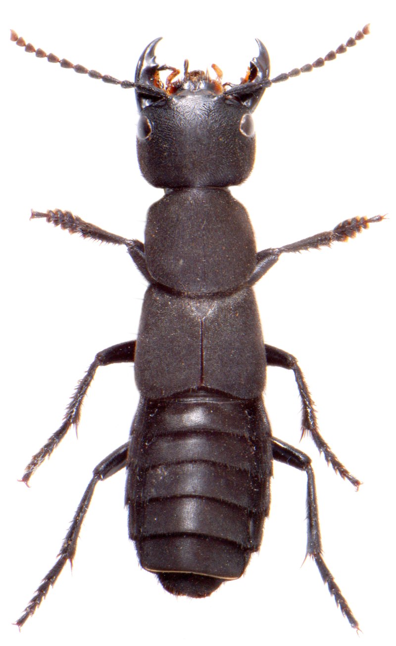 Стафилин пахучий (Ocypus Olens)
