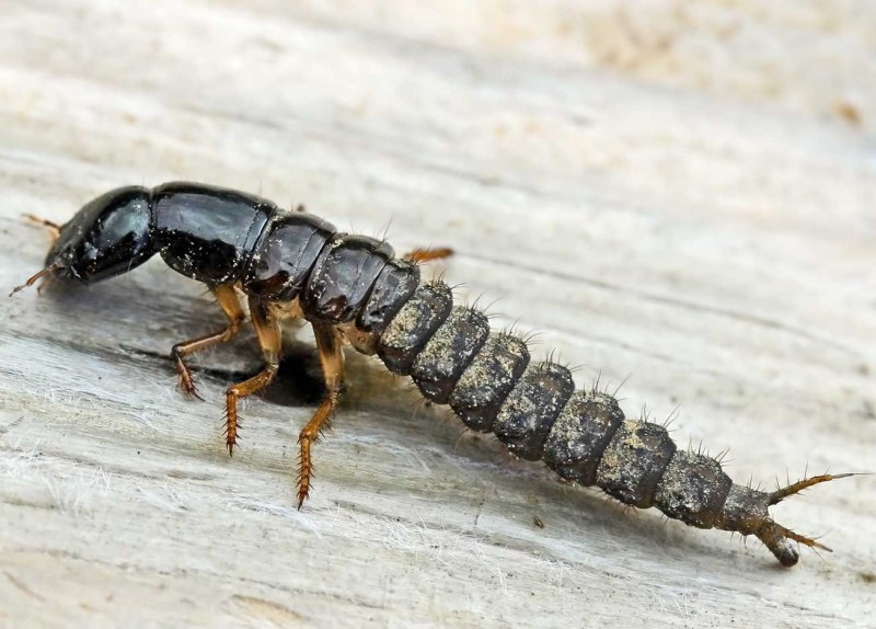 Стафилин пахучий (Ocypus Olens)