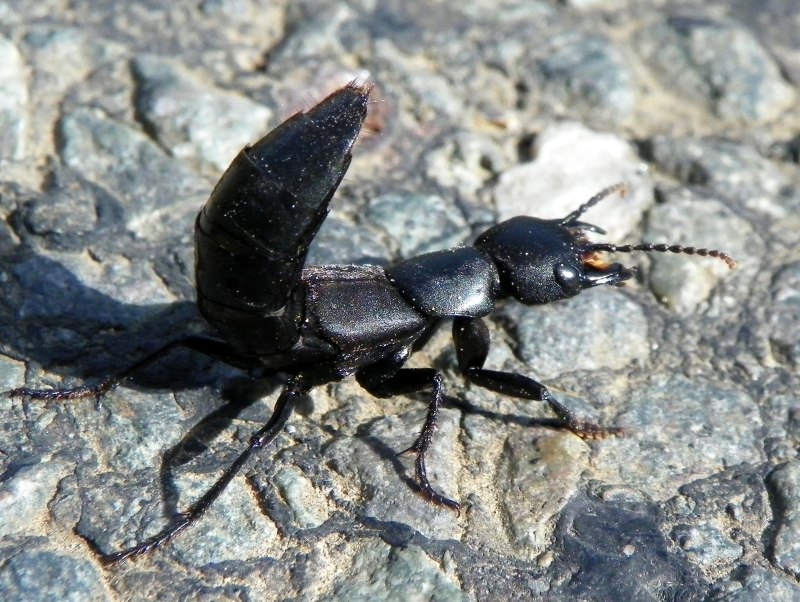 Стафилин пахучий (Ocypus Olens)