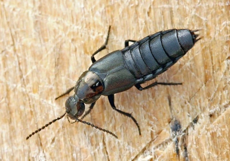 Стафилин Philonthus Decorus