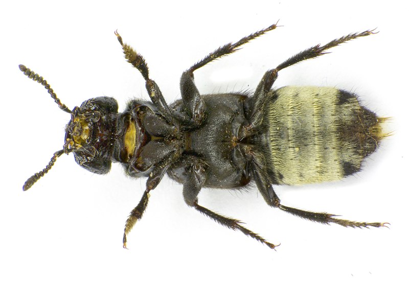 Creophilus maxillosus