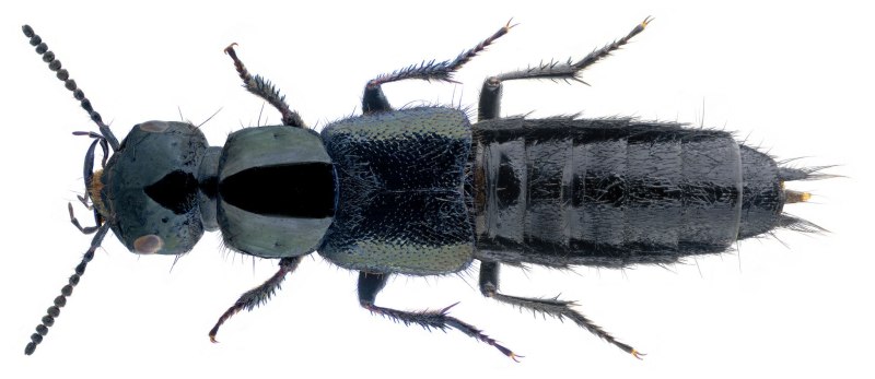 Philonthus splendens