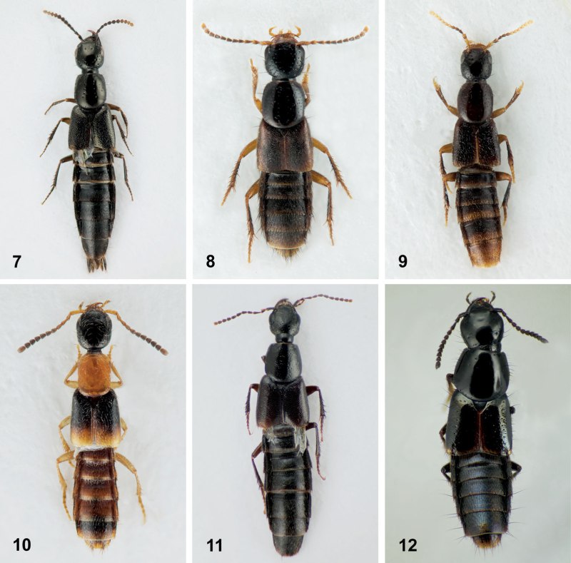 Quedius ochripennis