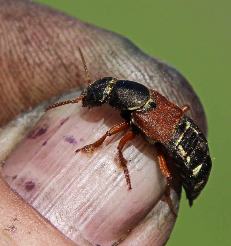 Стафилин великолепный (Staphylinus caesareus