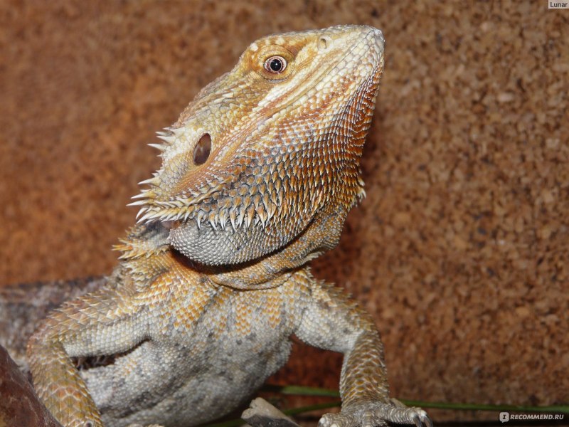 Бородатая агама pogona vitticeps