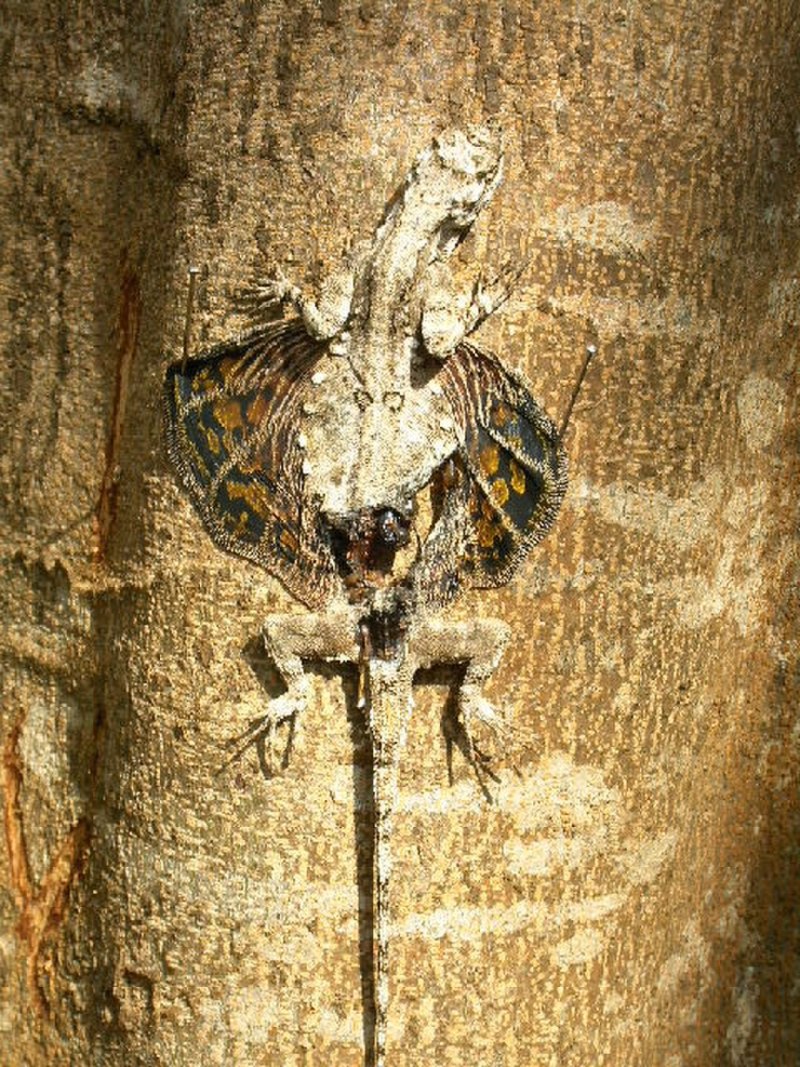 Draco dussumieri
