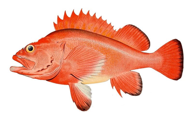 Алеутский морской окунь Sebastes aleutianus