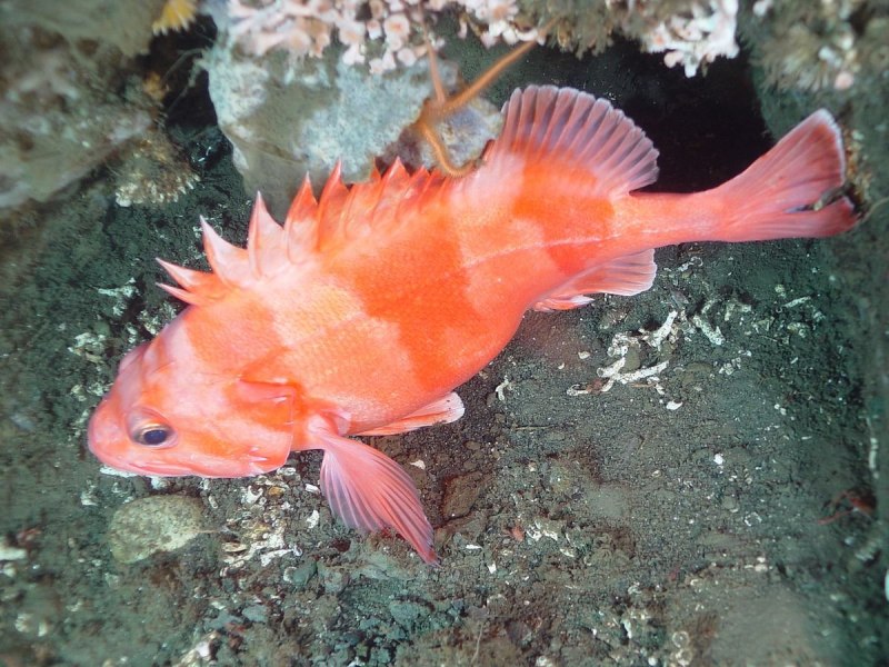 Окунь морской клювач