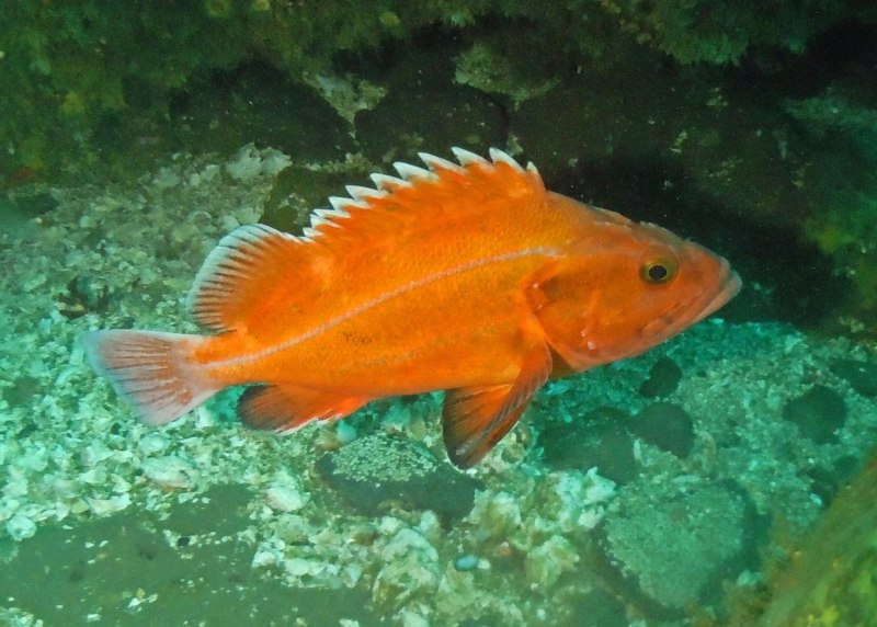 Окунь морской клювач