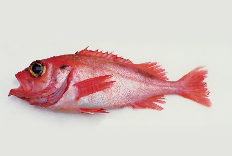 Окунь морской клювач