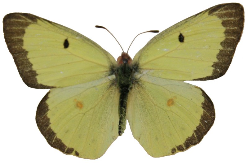 COLIAS philodice