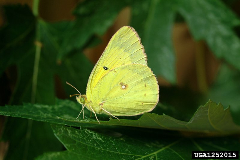 Coliadinae Sulphurs э