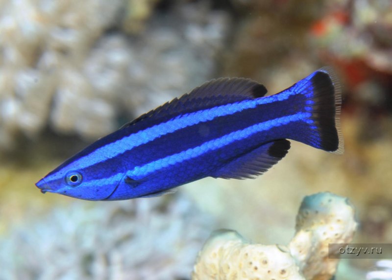 Larabicus quadrilineatus