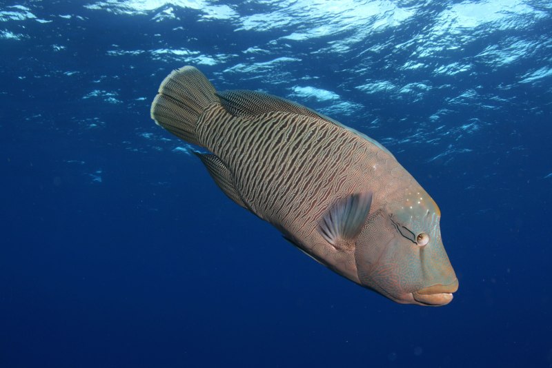 Humphead Wrasse