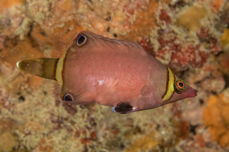 Wetmorella nigropinnata