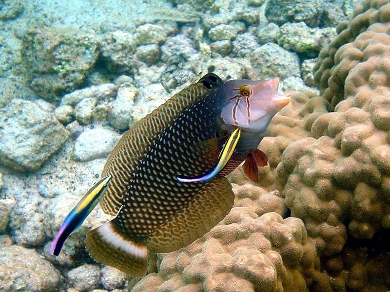 Novaculichthys taeniourus