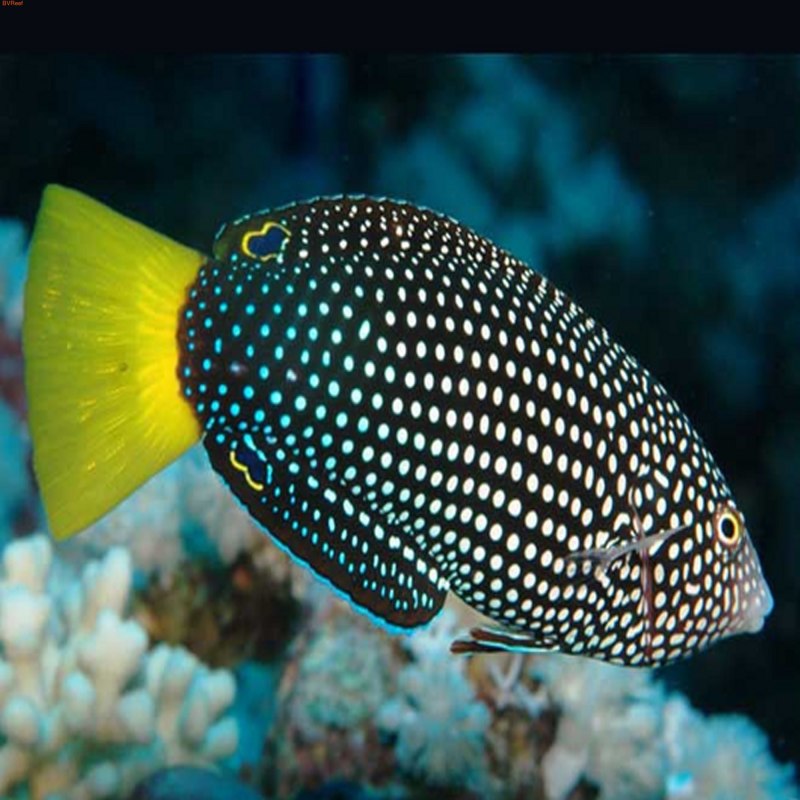 Anampses melanurus